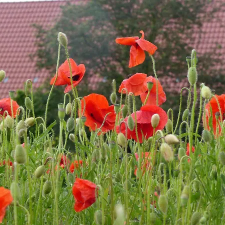 Gefaehrten 아파트 Oberhausen (Sudliche Weinstrasse)