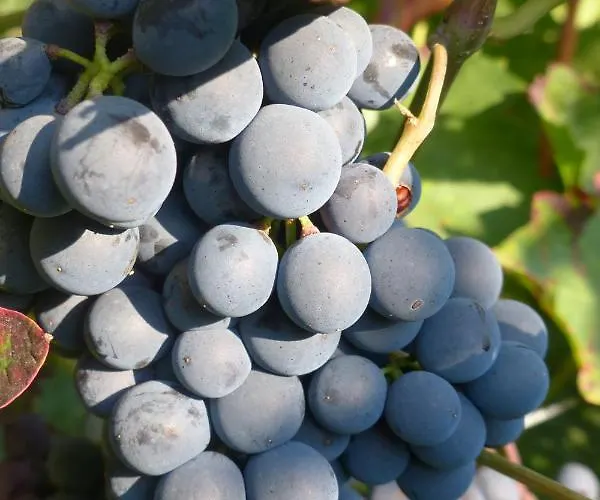 Gefaehrten Апартаменты