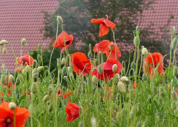 Gefaehrten Апартаменты Oberhausen (Sudliche Weinstrasse)