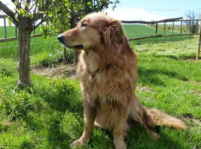 Апартаменты Gefaehrten *